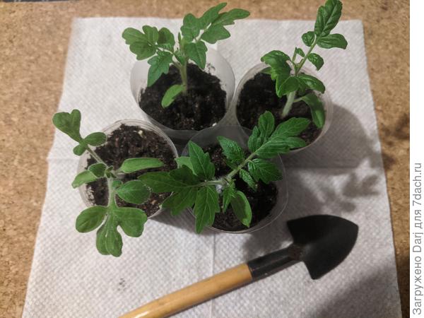 И такие малыши. Это был пробный посев. Посмотреть как выглядит рассада разных сортов. Фуззи-Вуззи в любимчиках. Он такой пушистик, так и хочется его потискать!