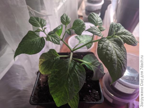 Самые большие из них сейчас выглядят вот так. Значительно меньше своих болгарских братьев, без намеков на цветение. Им вполне комфортно на окне вместе с другими комнатными растениями.