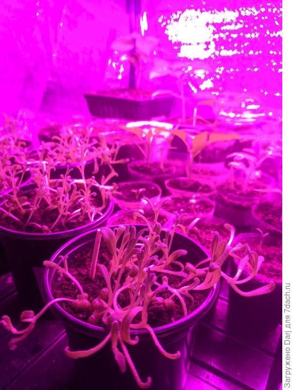 Мезембриантемум