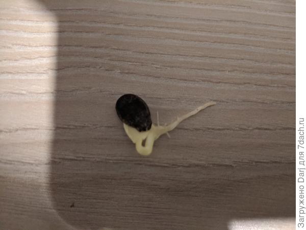 Арбуз вот вылез...