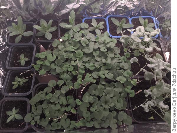 Дихондры и эустомы