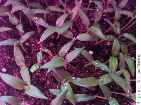 Магазинный перец