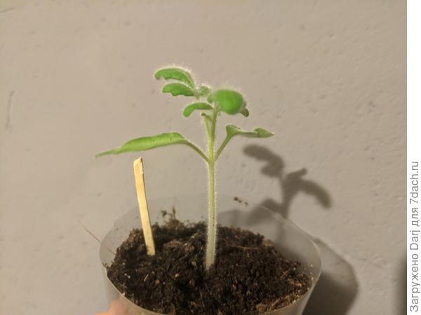 Фуззи-Вуззи. Вот здесь хорошо виден его мех