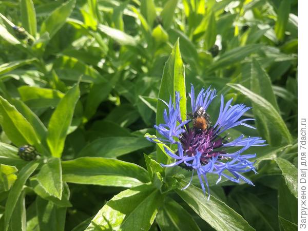 Васильки многолетние