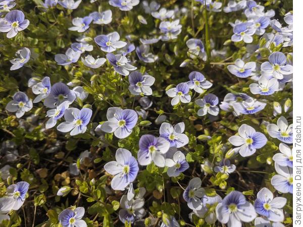 Вероника нитевидная