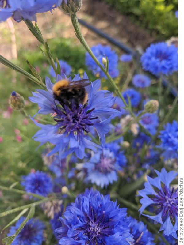 Васильки однолетние