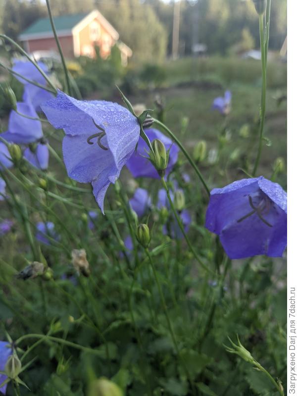 Карпатский колокольчик