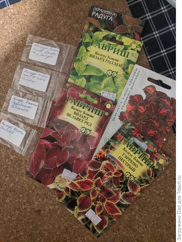 Ещё колеусы