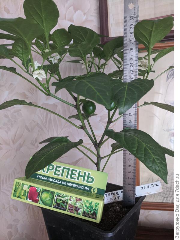 Домашний сладкий перчик, обработанный препаратом Крепень. Стоит без подпорок.