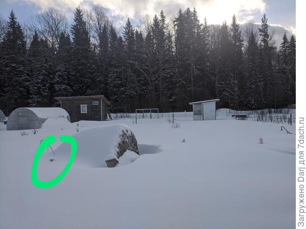 Кружочком обведена моя пихточка:)