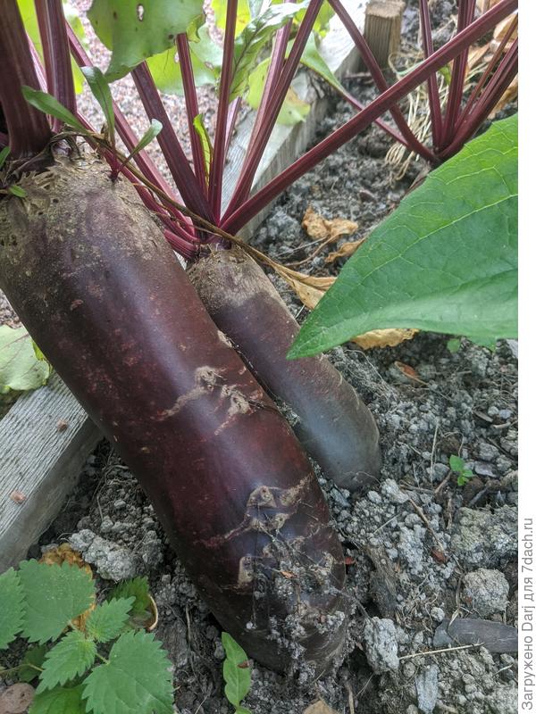 Почти выросла