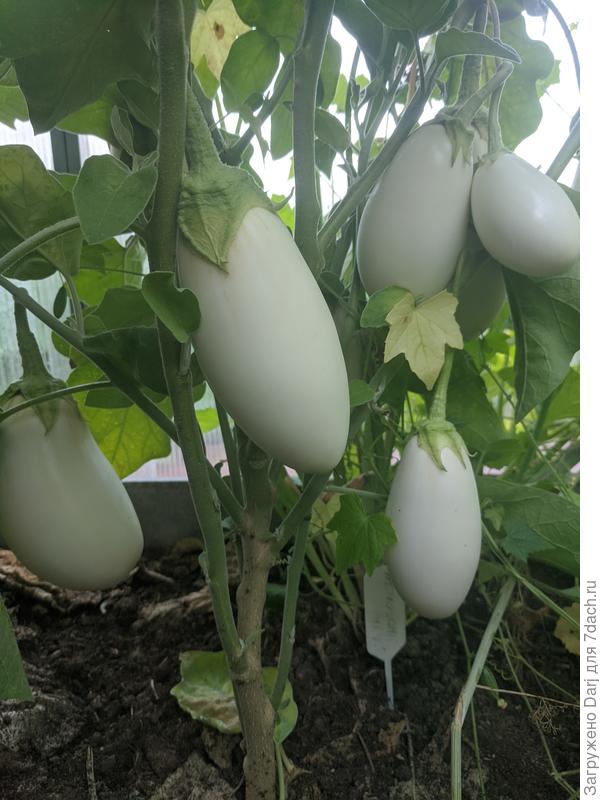 Белая ночь. 17 августа