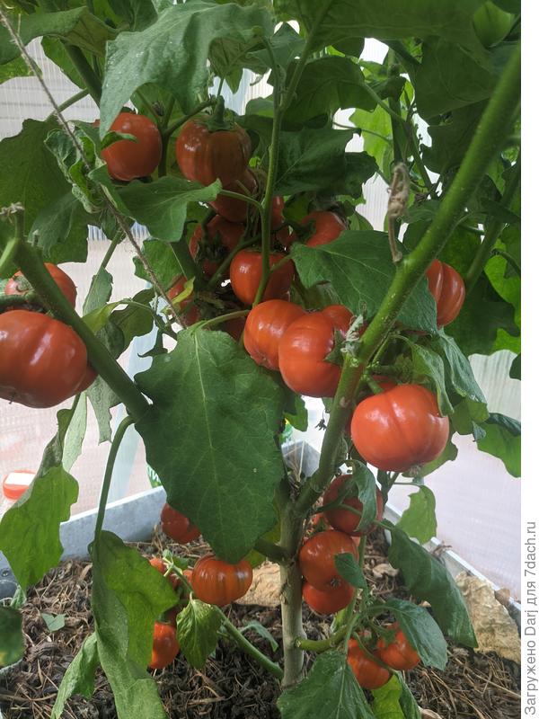 Африканец. Уже остатки плодов.