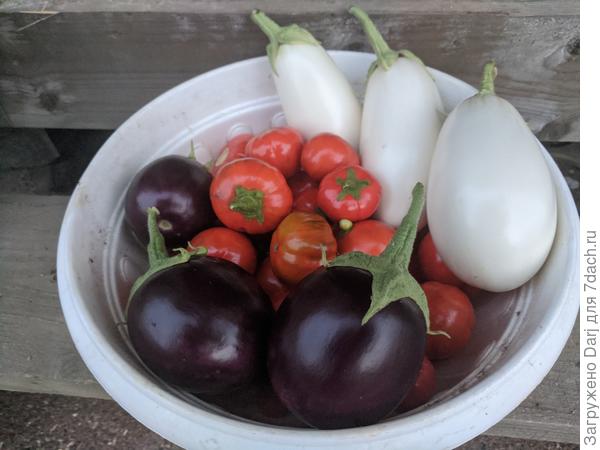 Вот он. Чёрненький, кругленький