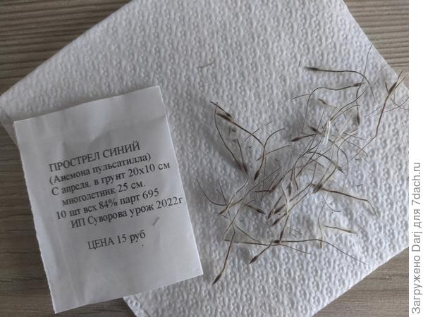 А так выглядят семена прострела от частника. И такими они разлетаются в природе