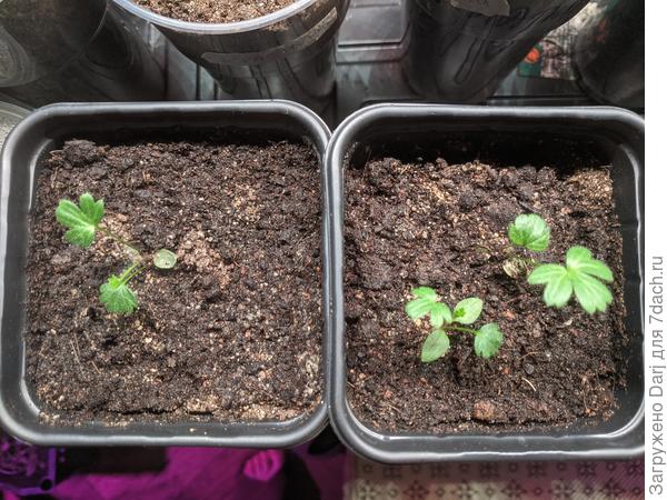 Слева контрольный, справа Форте