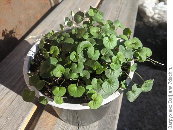 Переносила дихондру, по пути сфотографировала на солнышке. Прям уже как летом!