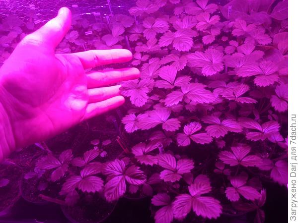 Земляничная поляна 2022. Март