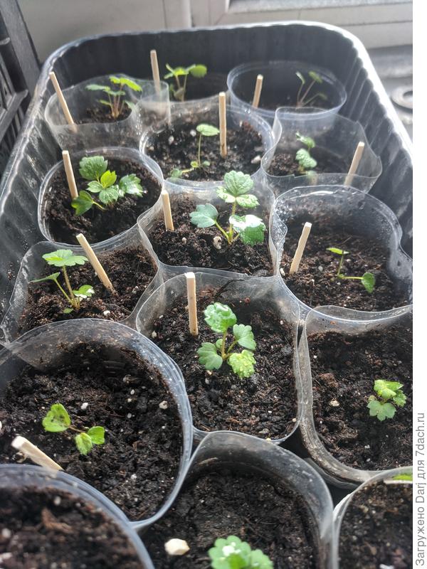 Земляничная поляна 2023. Март