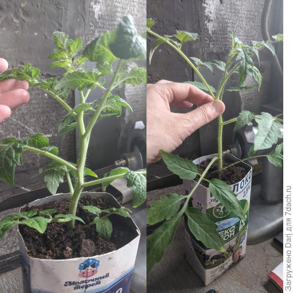 Справа гном Пурпурное сердце, слева не гном Пиноккио