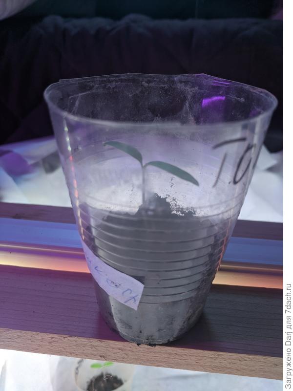 Сеянец томата