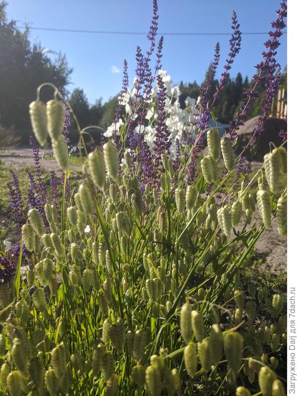 Бриза через рассаду