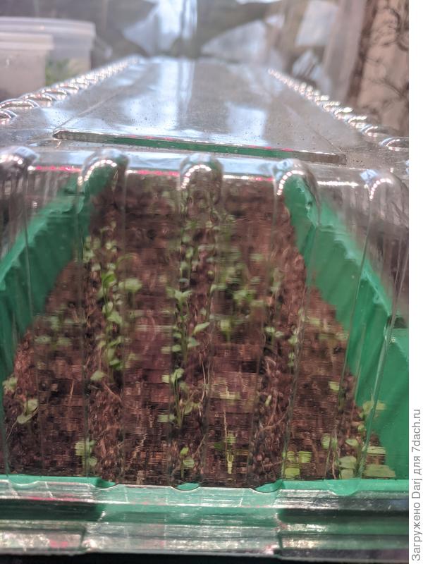 Вот так стоят уже давно. Грунта там не много, боюсь засушить. И залить боюсь. Поэтому закрыты. Не поливаю. Только опрыскиваю по утрам