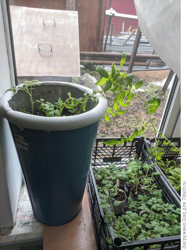 Уже с бутонами