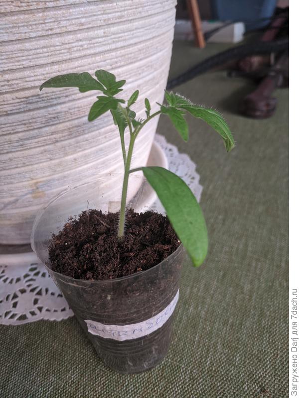 Как-то вот так