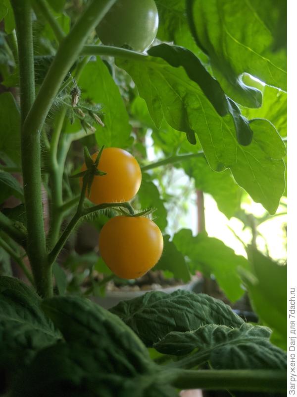 Балконные мученики