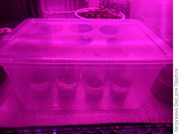 Пошли проращиваться.