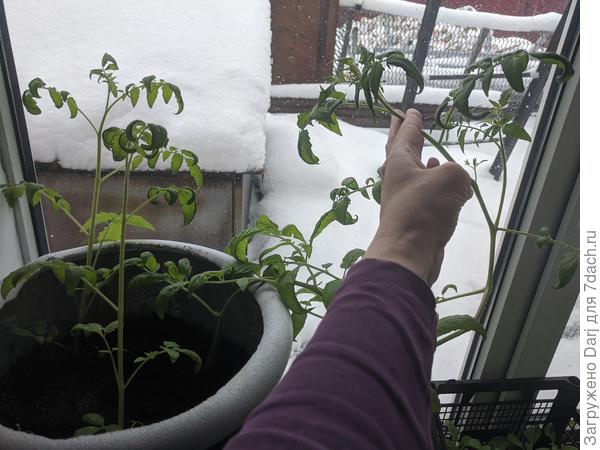 А это Ампельный. Большой январского посева, два маленьких февральского