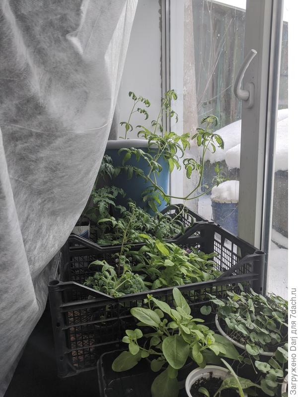 Завесила спанбондом, чтобы хоть чуточку влага удерживалась