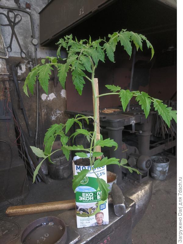 Пурпурное сердце. 56 дней от посева.