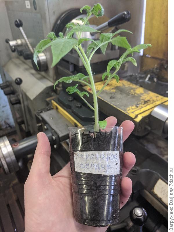 Не сказать, что у него мощная корневая