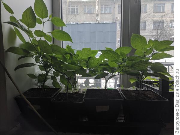 Ещё перцы. Это рокото