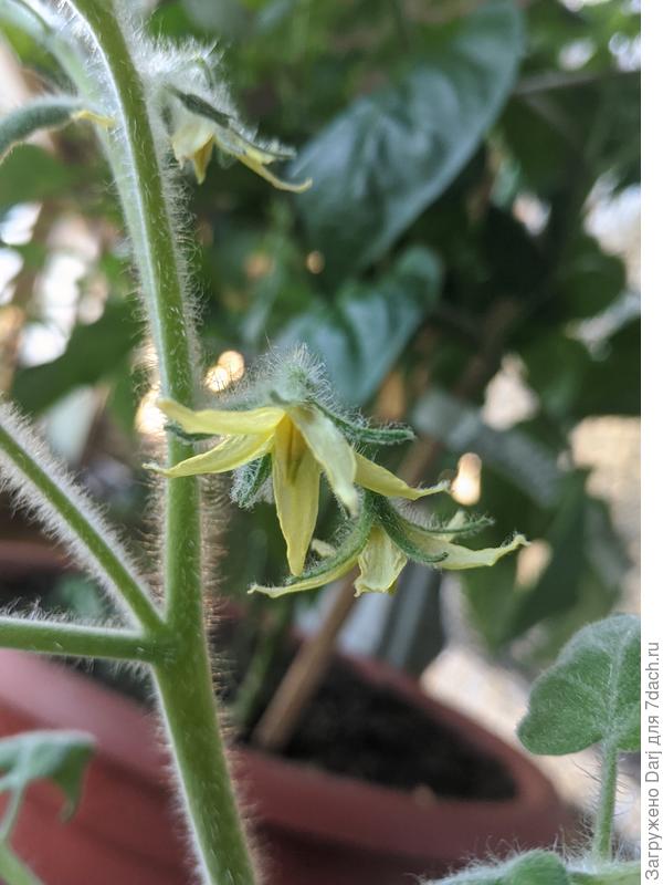 Фуззи-Вуззи