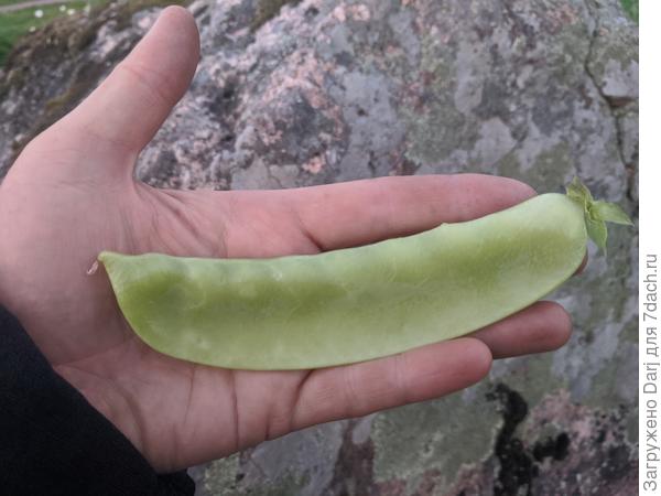 Спаржевый горох. Созревший. Для еды надо срывать раньше, пока он не загрубел