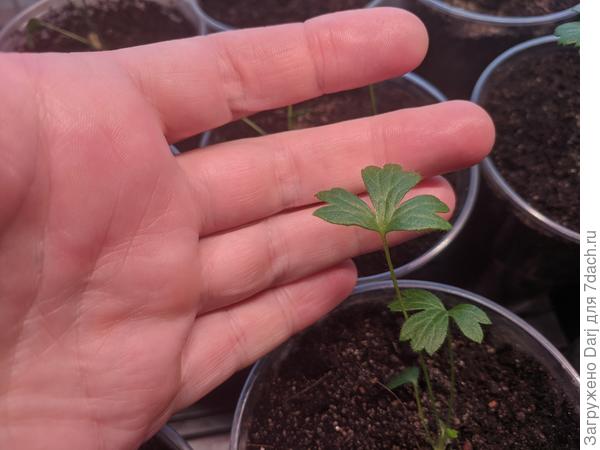 Малютка прострел