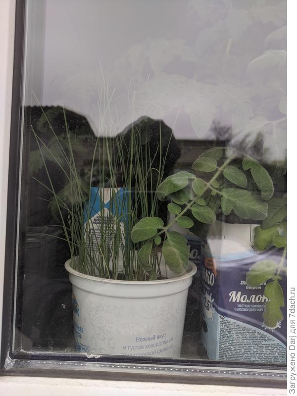 Лук порей Каратанский