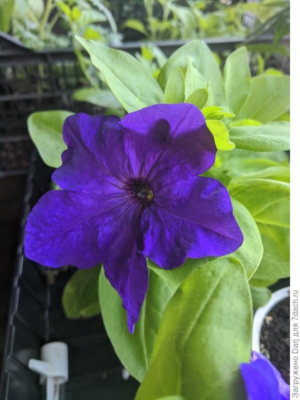 Эз Райде Блу