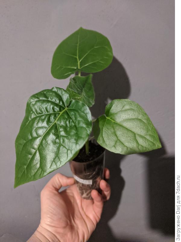 Тамарилло из семян