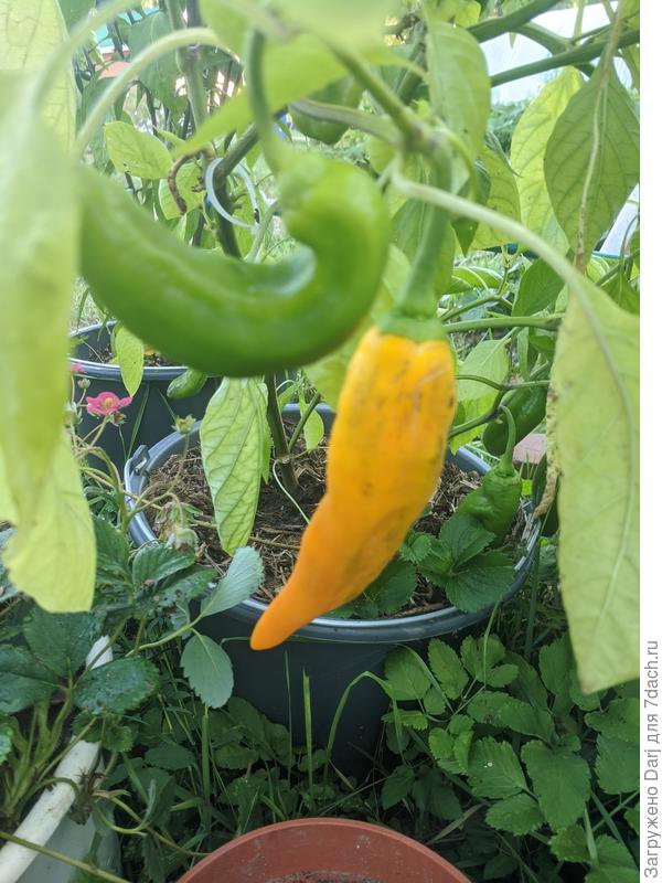 Вот в таких:)