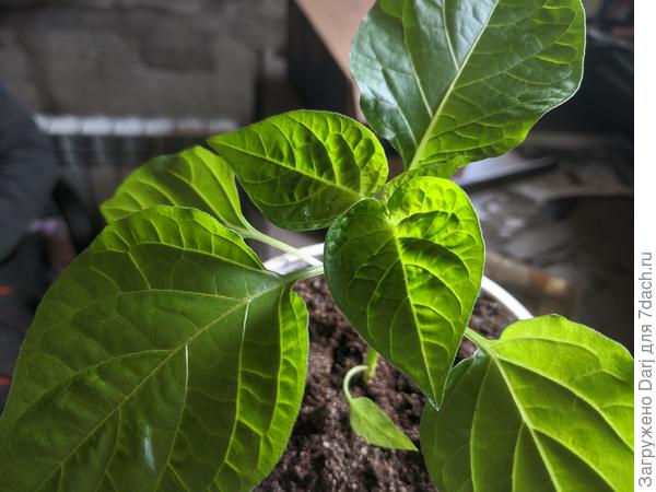 Перцев мало не бывает!