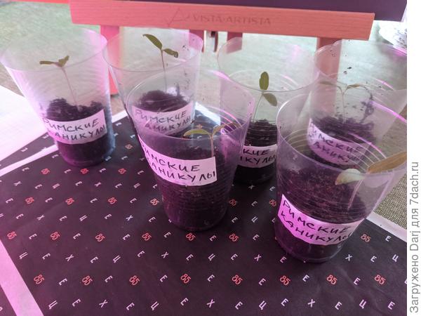 Римские каникулы