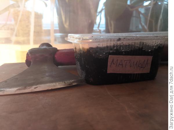 Готово. Ждём всходов