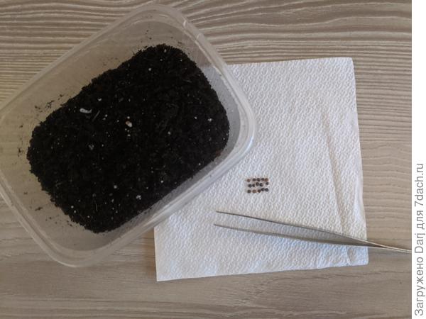 Ёмкость и семена