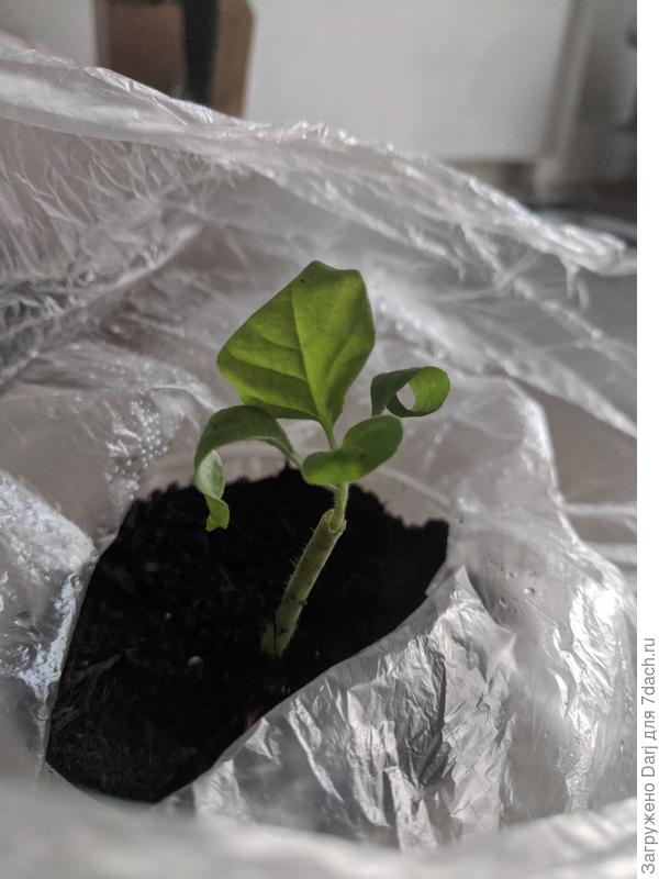 Привитый баклажан. Пока жив