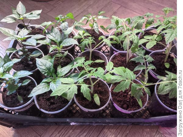 Собрались на дачу мёрзнуть