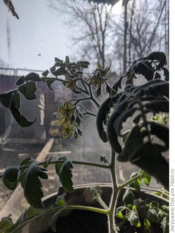 пАмидоры....